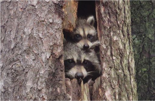 Raccoons 