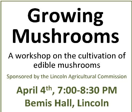 Mushroom flyer  Poster 2